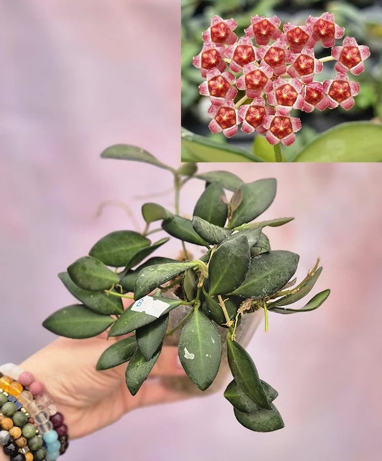 Hoya tsangii – Pianta tropicale compatta e ricadente vaso 6 cm
