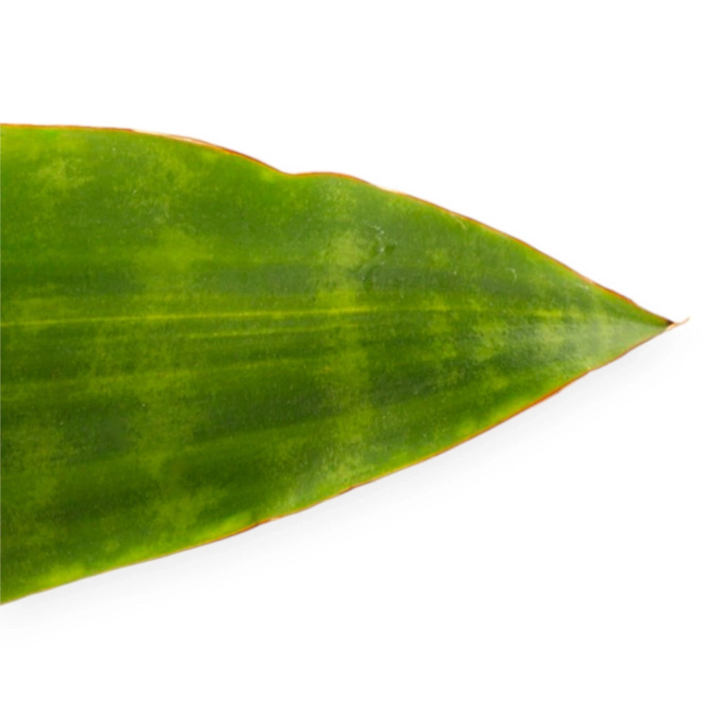 Gardenaria Sansevieria trifasciata aubry. 'Nite' - Pianta da interno ornamentale Altezza: 45 cm (vaso 14)