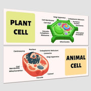 Due Poster Decorativi Educativi per Scuola - Prikbord - 2 Stuks - Papier Resistente all'Acqua - 34 cm x 99 cm - Poster per Scuola