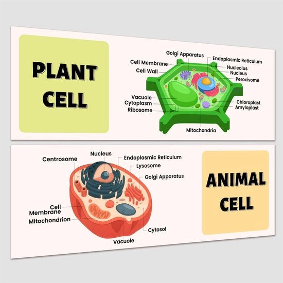Due Poster Decorativi Educativi per Scuola - Prikbord - 2 Stuks - Papier Resistente all'Acqua - 34 cm x 99 cm - Poster per Scuola