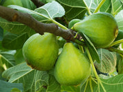 Pianta di Fico San Giovanni Bianco vaso 24cm