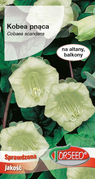 Cobae rampicante - Cobaea scandens bianca 0,8 g