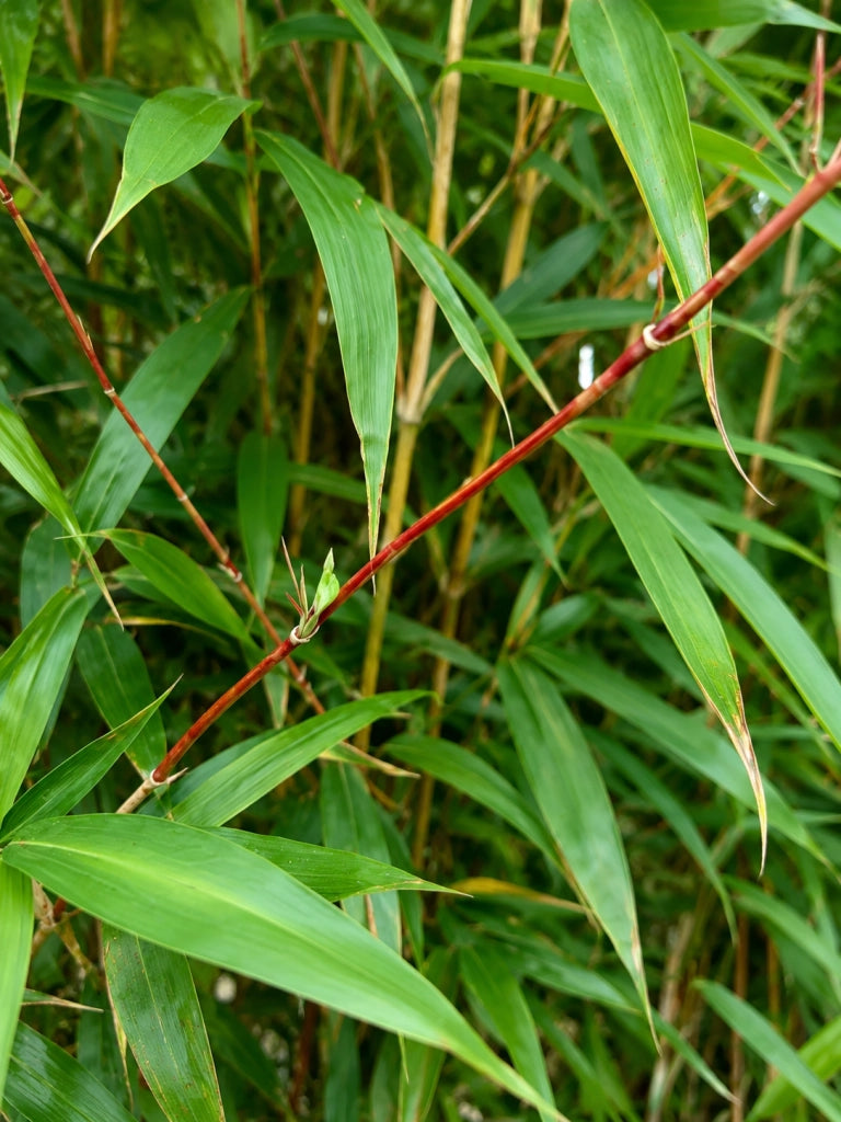 Gardenaria Bambù Rosso - Semiarundinaria yashadake 'Kimmei' - Bambù ornamentale da esterno Altezza: 150/200 cm (vaso28)