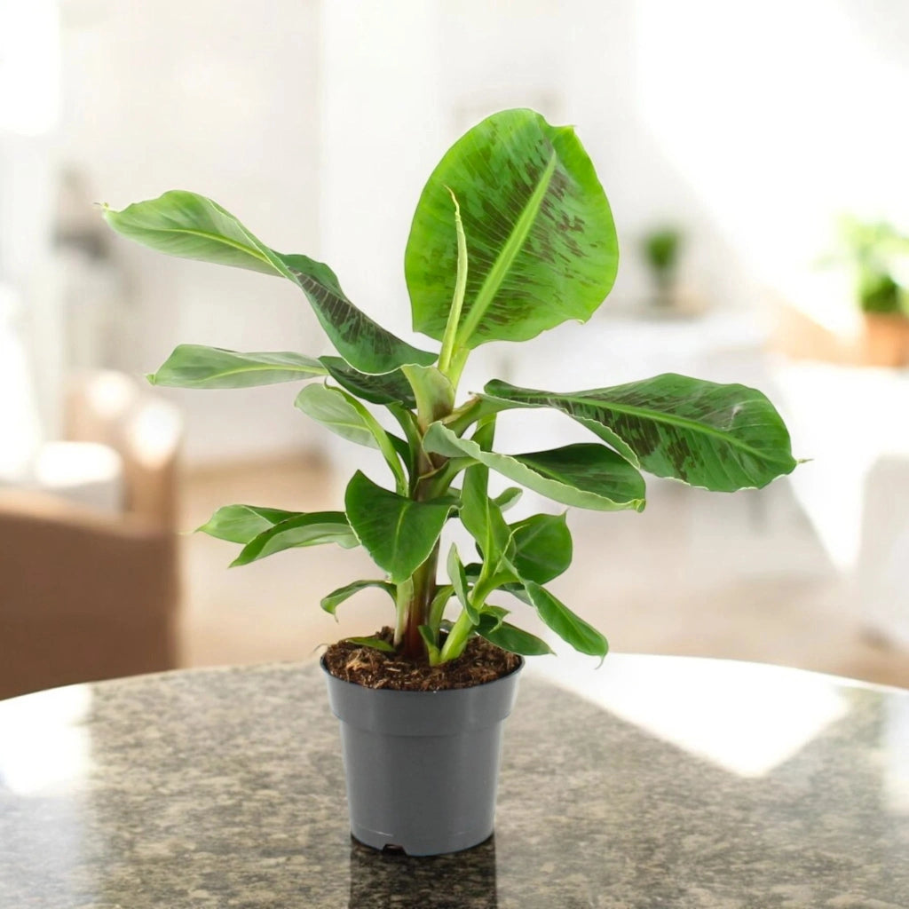 Gardenaria Musa tropicana - Pianta da interno ornamentale Altezza: 50 cm (vaso 17)