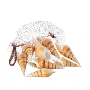 Set 6 Conchiglie Red Eluthani Peso 500 gr