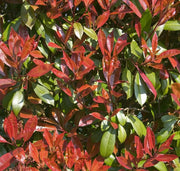 Gardenaria Photinia fraseri 'Red Robin' - Arbusto ornamentale da giardino Altezza: 40/60 cm (vaso19)
