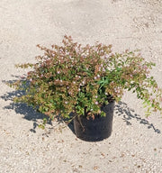 ABELIA " EDWARD GOUCHER " ROSA VASO 24