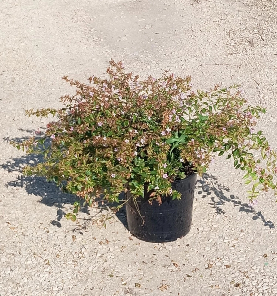 ABELIA " EDWARD GOUCHER " ROSA VASO 24