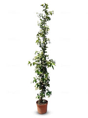 Pianta di Giardino Invernale - Tosca - 120 cm - Aromatica - Flessibile - Fiori Bianchi