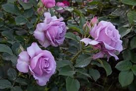 Rosa Barni Love Song cespuglio rifiorente profumato ornamentale
