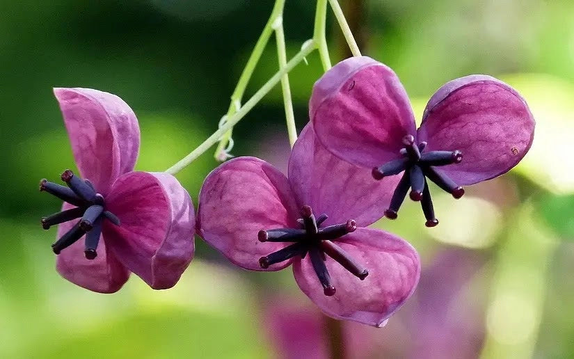 Gardenaria Akebia quinata - Pianta rampicante ornamentale da esterno Altezza: 100/120cm (vaso 19)