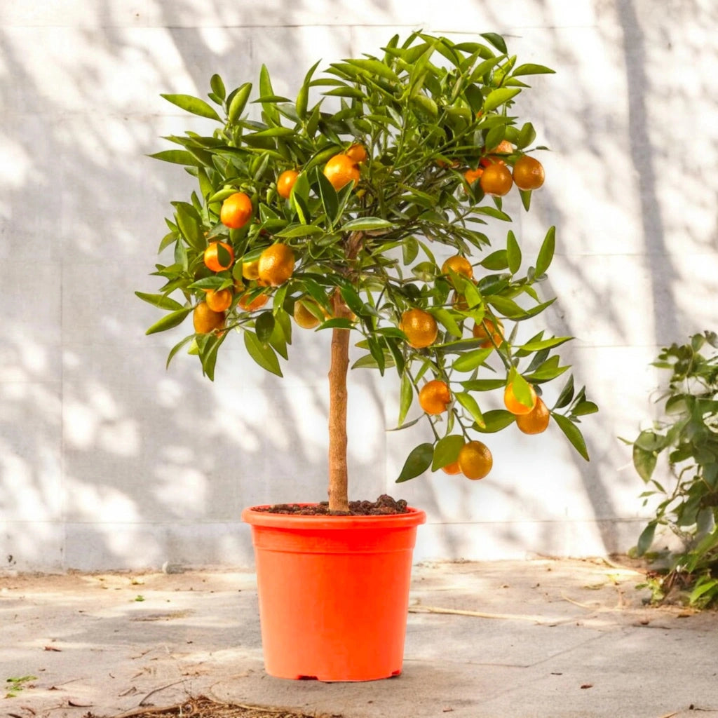 Gardenaria Kucle - Citrus japonica × Fortunella - Pianta di agrume da frutto in vaso Altezza: 70/80 cm (vaso 22)