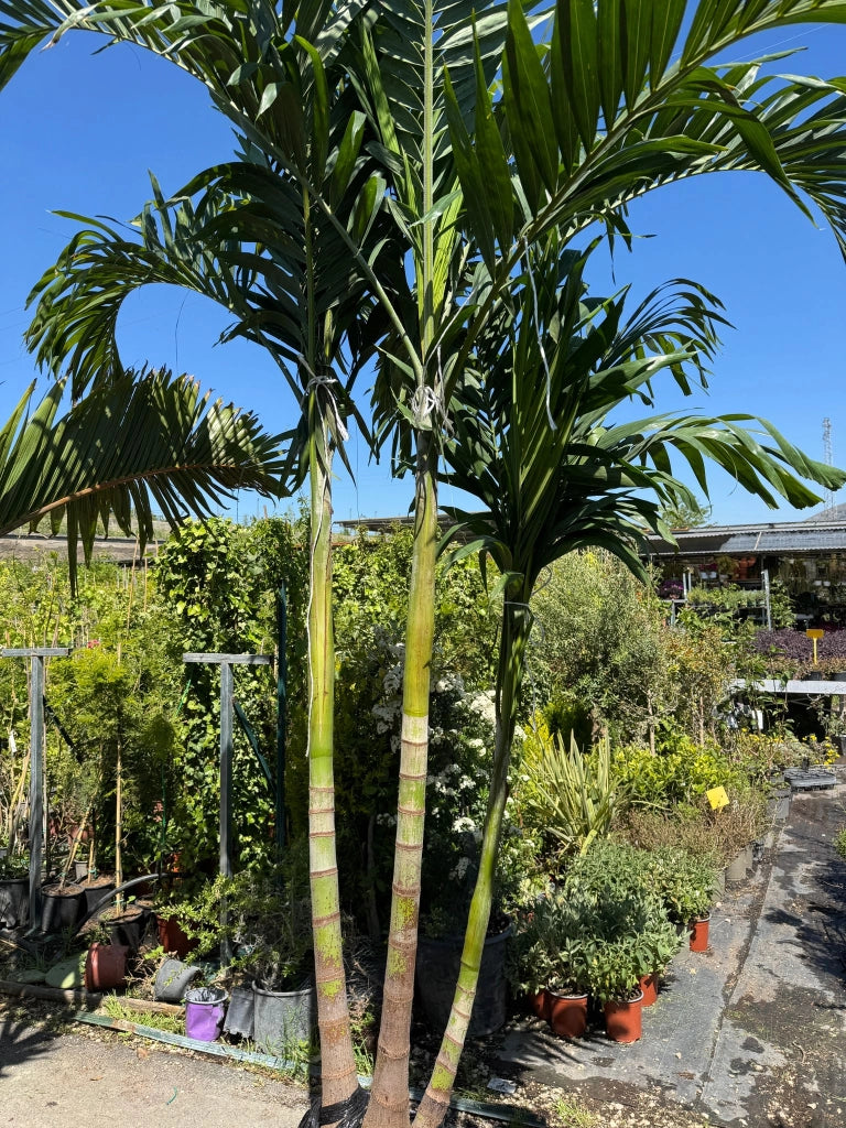 Adonidia merrillii Touffe H 3,5 m foto reale  Palma rara ornamentale tropicale