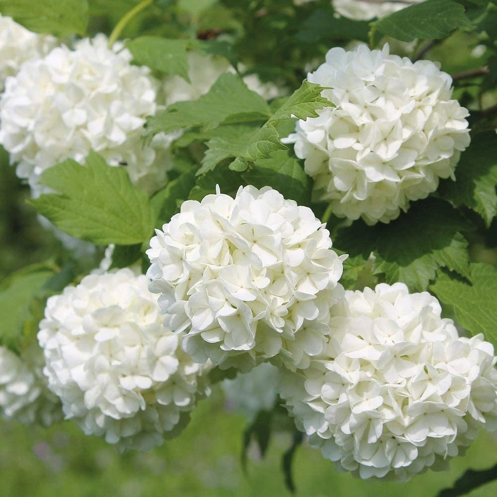 Pianta VIBURNUM OPULUS ROSEUM viburno Palla di Neve h50cm SIEPE CESPUGLIO VASO16