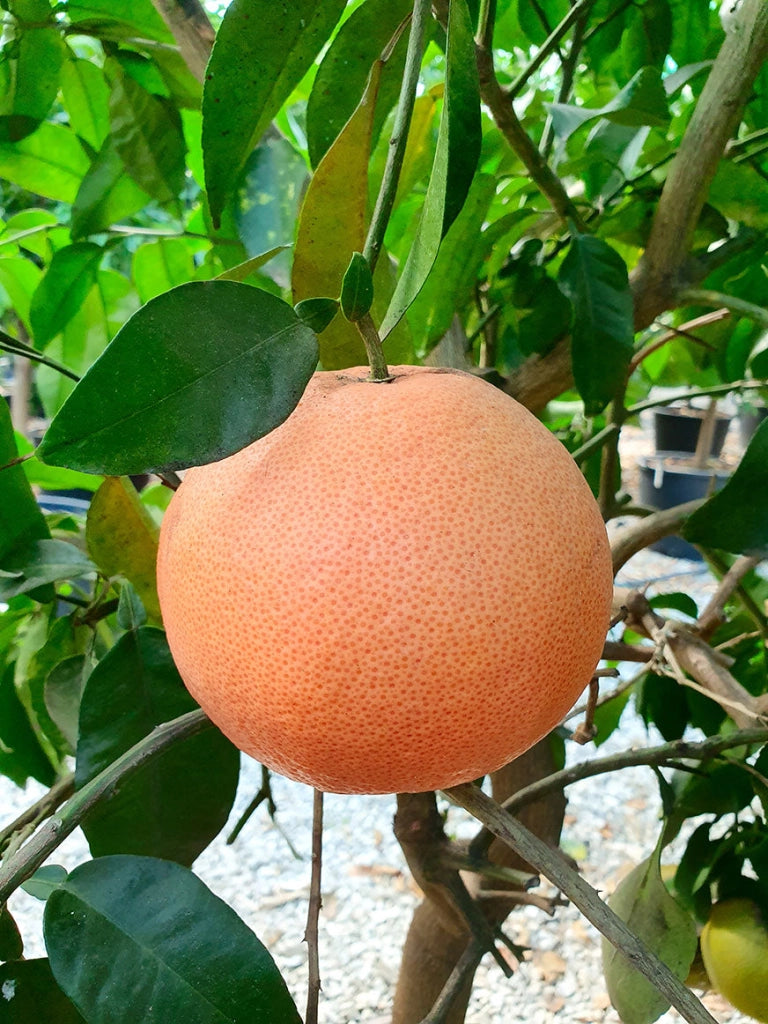 Gardenaria Pompelmo Rosa - Citrus × paradisi 'Pink' - Pianta di agrume da frutto in vaso Altezza: 70/80 cm (vaso 22)