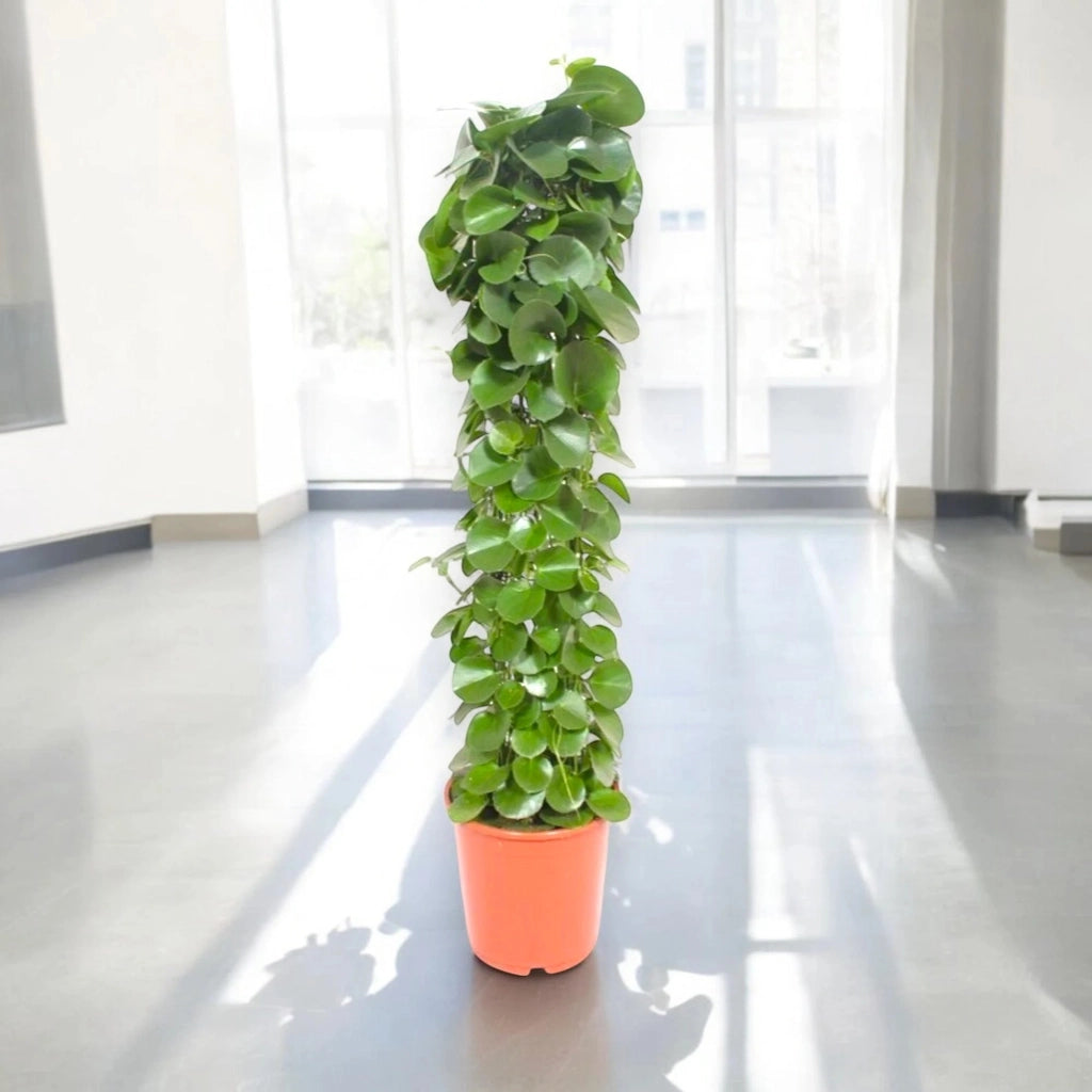Gardenaria Cissus rotundifolia - Pianta da interno ornamentale Altezza: 120 cm (vaso 24)