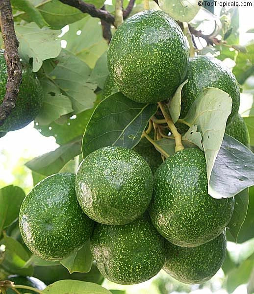 Pianta di avocado choquette innestata frutto grande da 1 kg novità H 80cm