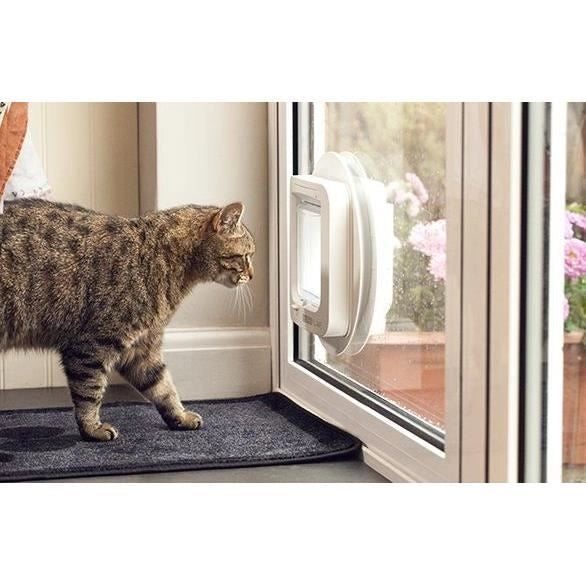 lembo Microchip cat