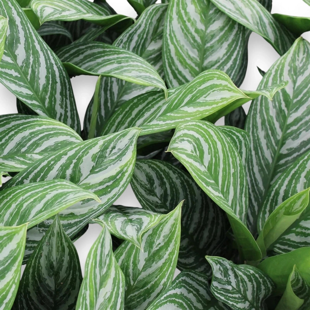 Gardenaria Aglaonema 'Stripes' - Pianta da interno ornamentale Altezza: 65 cm (vaso 17)