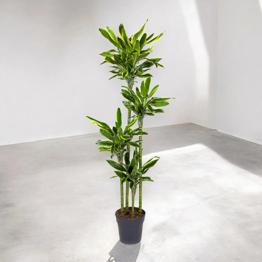 Gardenaria Dracaena fragrans 'Golden coast' - Pianta da interno ornamentale Altezza: 150 cm (vaso 30)