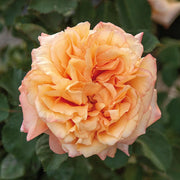 Rosa DIVINA COMMEDIA® Barni rosa cespuglio Pianta di fiore fiori Foto Reali