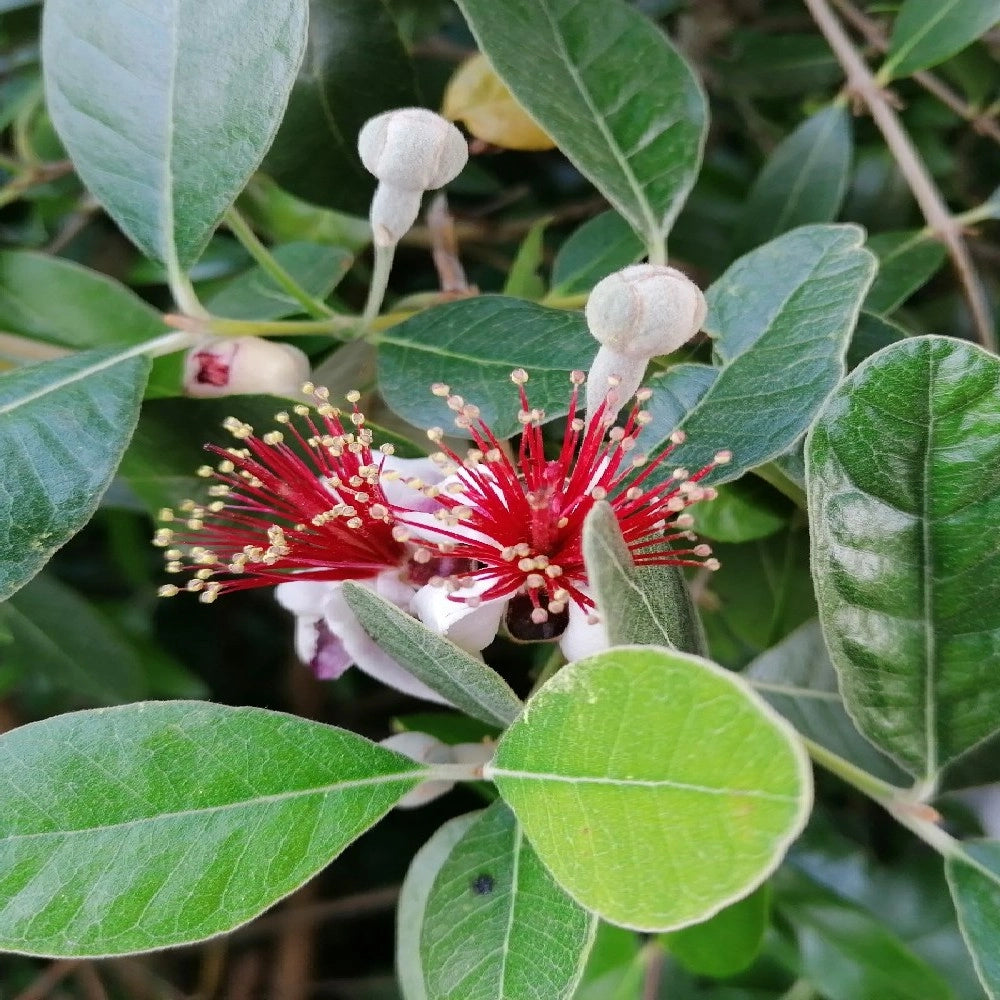 Pianta di FEIJOA Acca sellowiana in VASO 24 CM frutto commestibile AMDGarden
