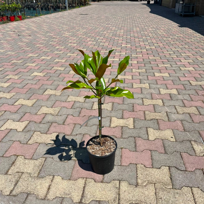 Pianta di MAGNOLIA GRANDIFLORA  foglie GRANDI in vaso 18 cm FOTO REALE