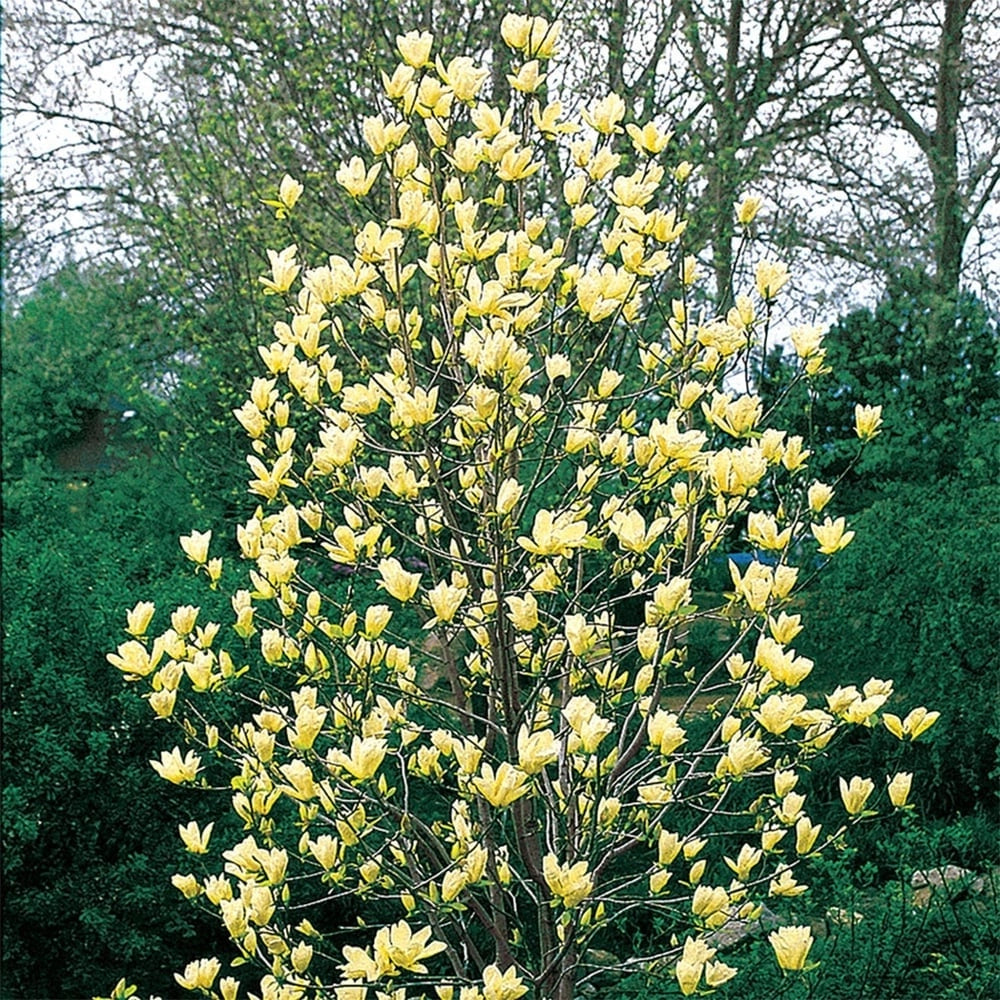 Pianta di Magnolia x brookynensis “Yellow Bird” fiore giallo
