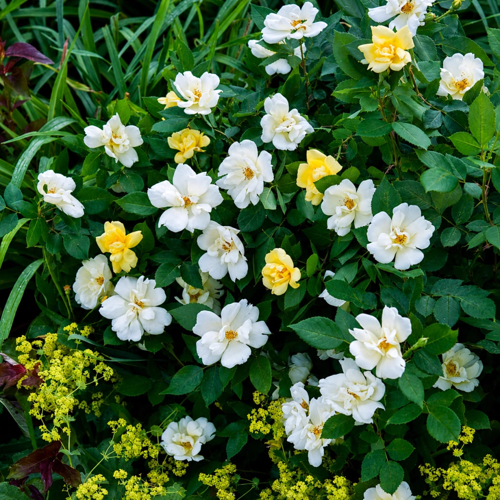 Gardenaria Rosa 'Sunny Knock out' Meilland - Rosa da giardino Altezza: 35/45 cm (vaso22)