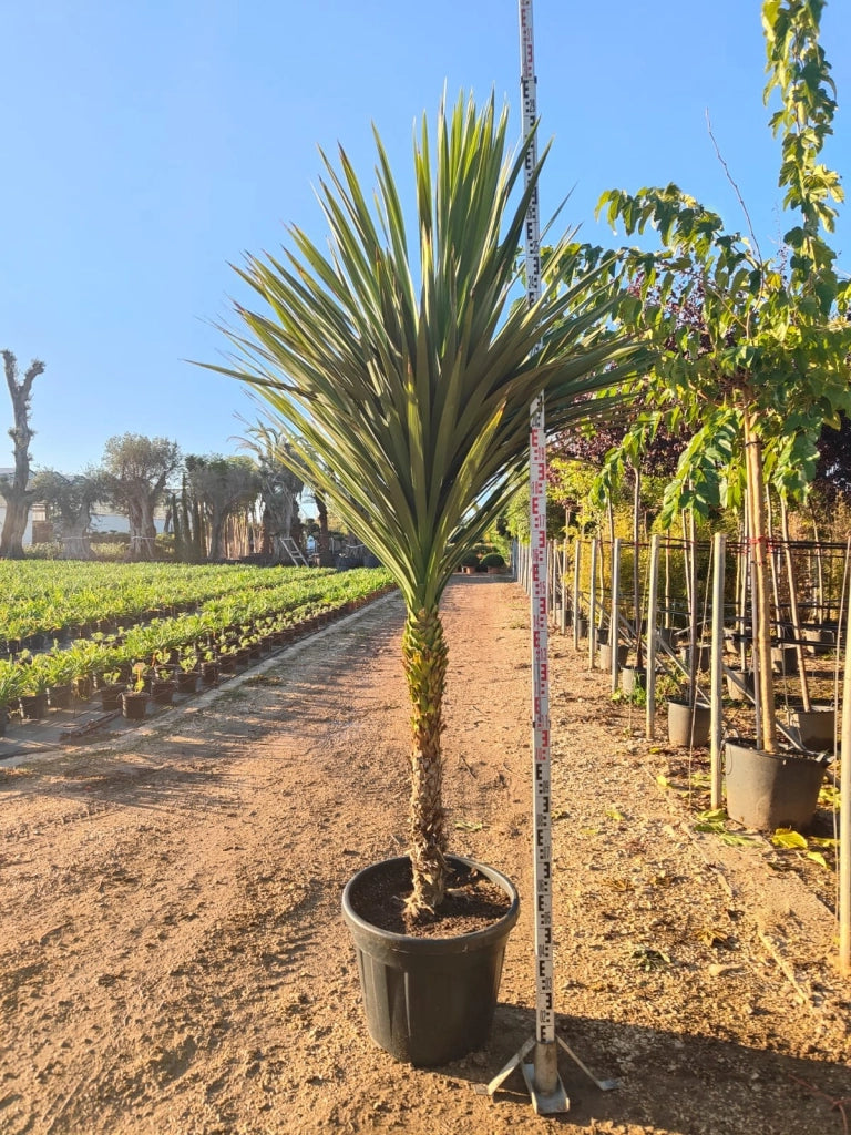DRACAENA INDIVISA (CORDILINE) TRONCO SINGOLO VASO 70