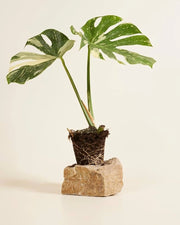 Monstera Thai Constellation vaso 17 cm – Pianta tropicale variegata rara
