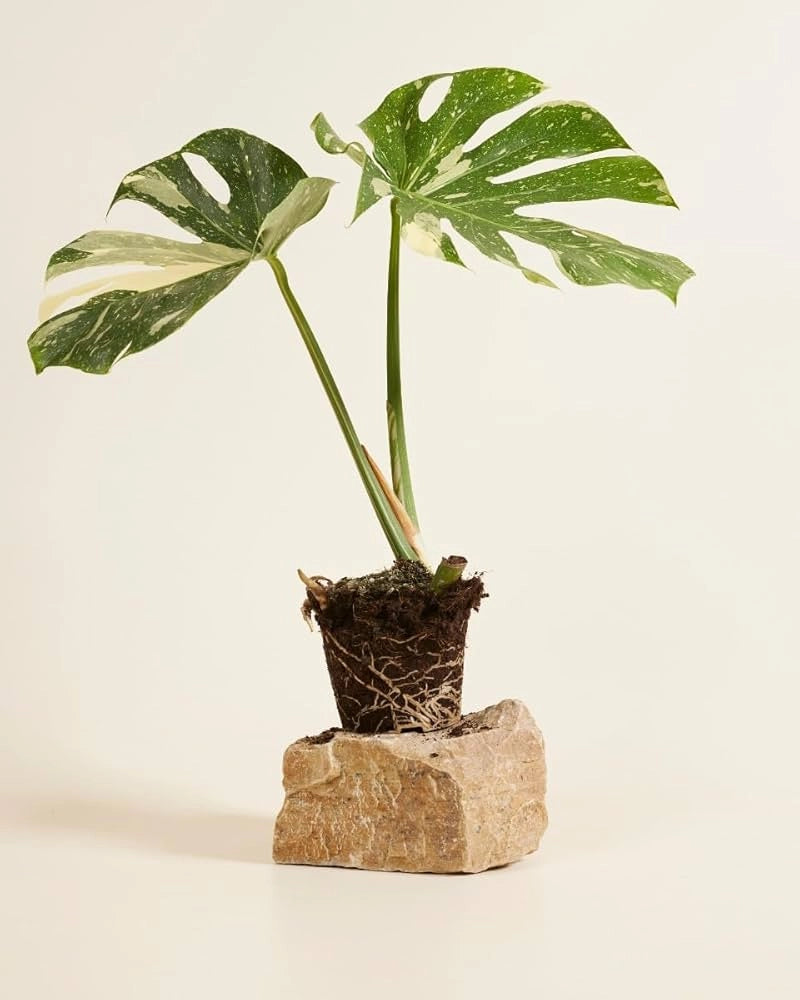 Monstera Thai Constellation vaso 17 cm – Pianta tropicale variegata rara