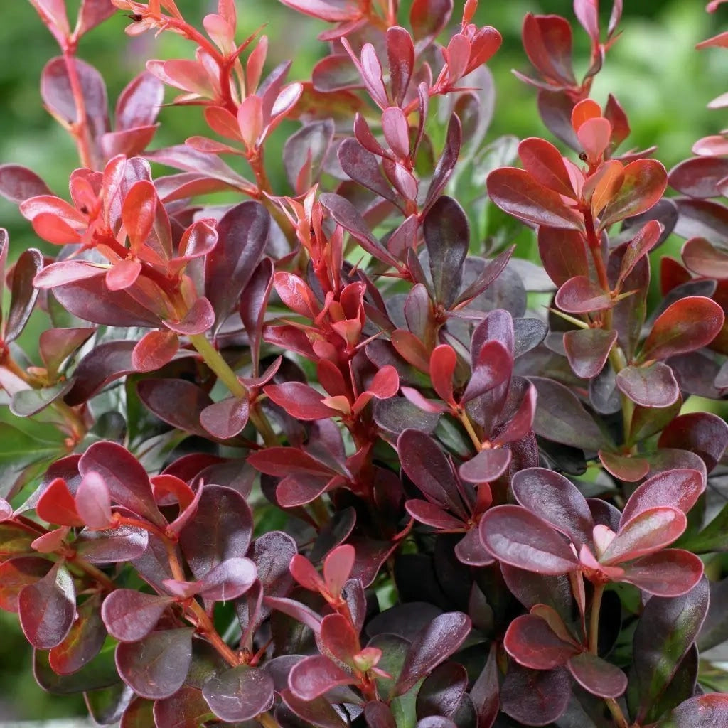 Gardenaria Berberis thunbergii 'Atropurpurea' - Arbusto ornamentale da giardino Altezza: 30/35 cm (vaso19)