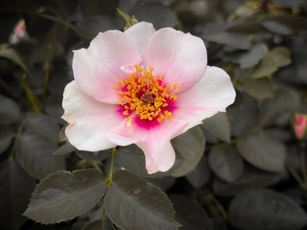 ROSA MUTABILIS VASO 24