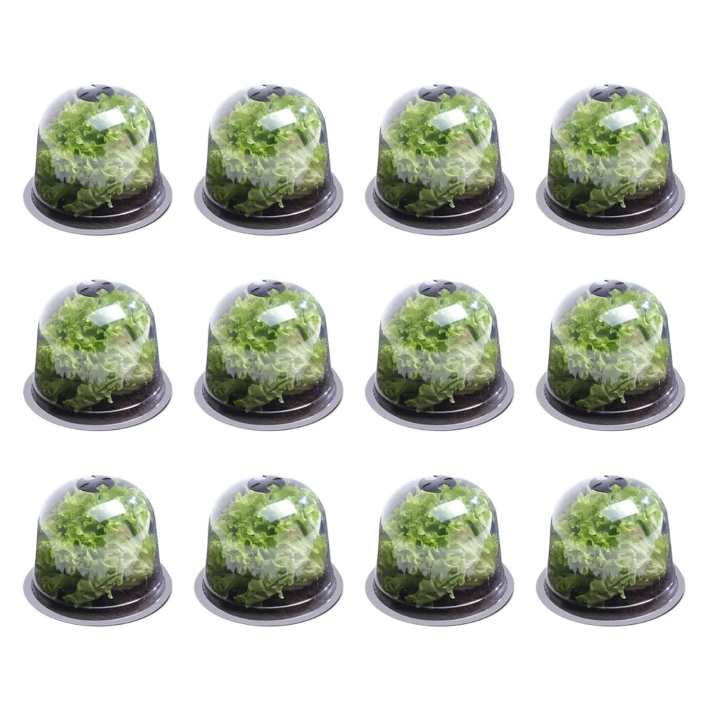IDMarket - Serra protettiva per piante Salad bell x12