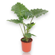 Gardenaria Alocasia 'Portodora' - Pianta da interno ornamentale Altezza: 80 cm (vaso 21)