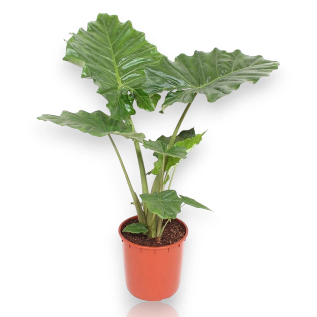 Gardenaria Alocasia 'Portodora' - Pianta da interno ornamentale Altezza: 80 cm (vaso 21)