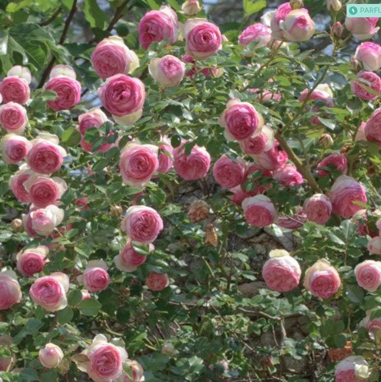 Rosa PIERRE DE RONSARD ® Meiviolin