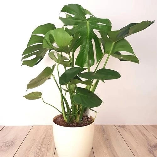 PHILODENDRON MONSTERA  H 120CM FOTO REALI