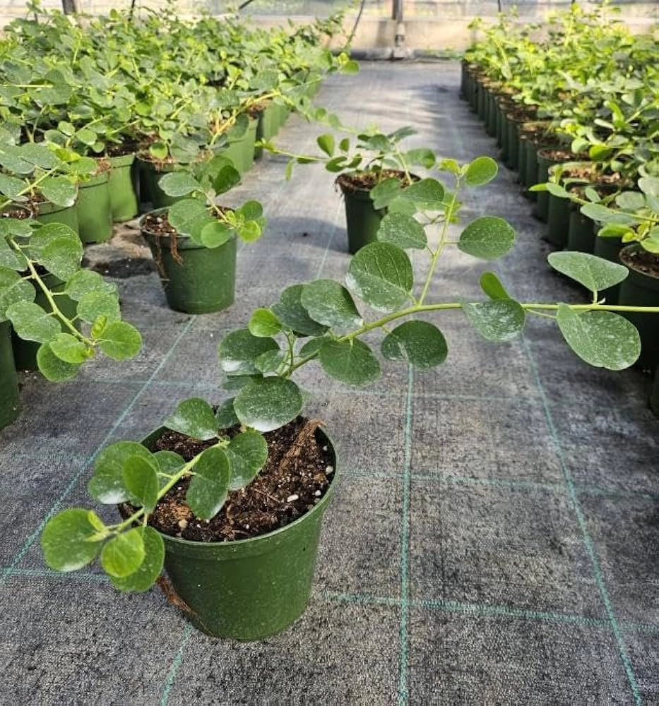 Cappero in Vaso 14 cm – Altezza 20 cm, Pianta Mediterranea