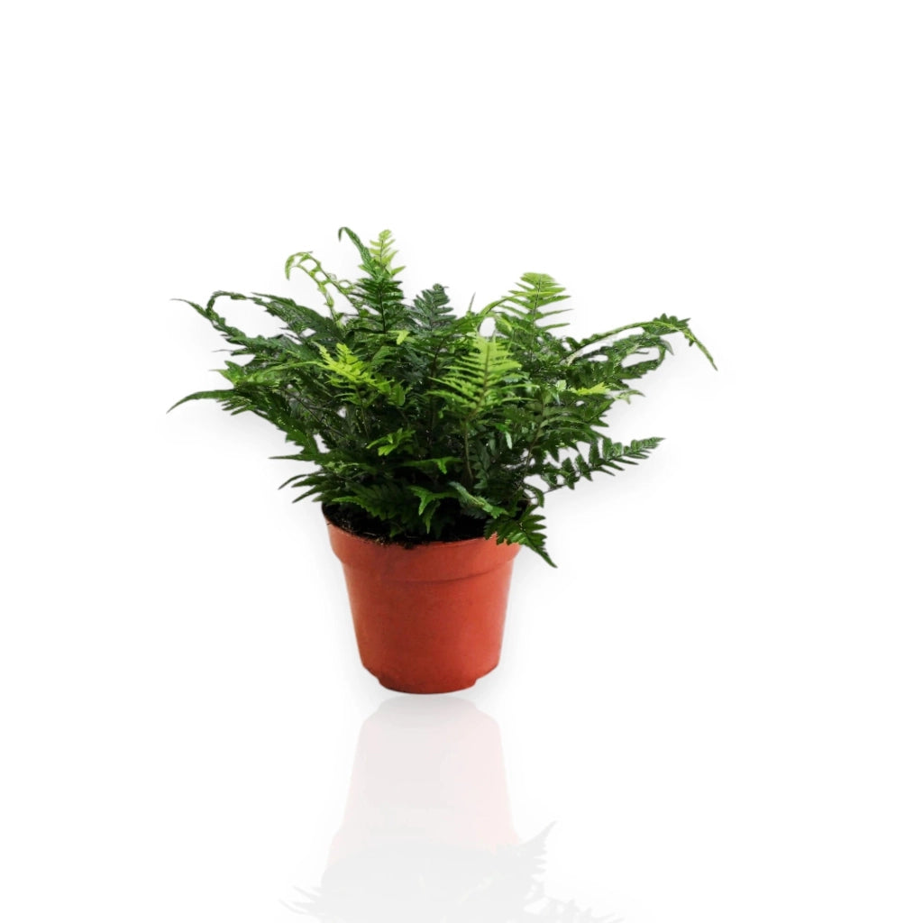 Gardenaria Athyrium spicatum - Pianta da interno ornamentale Altezza: 25cm (vaso 25)