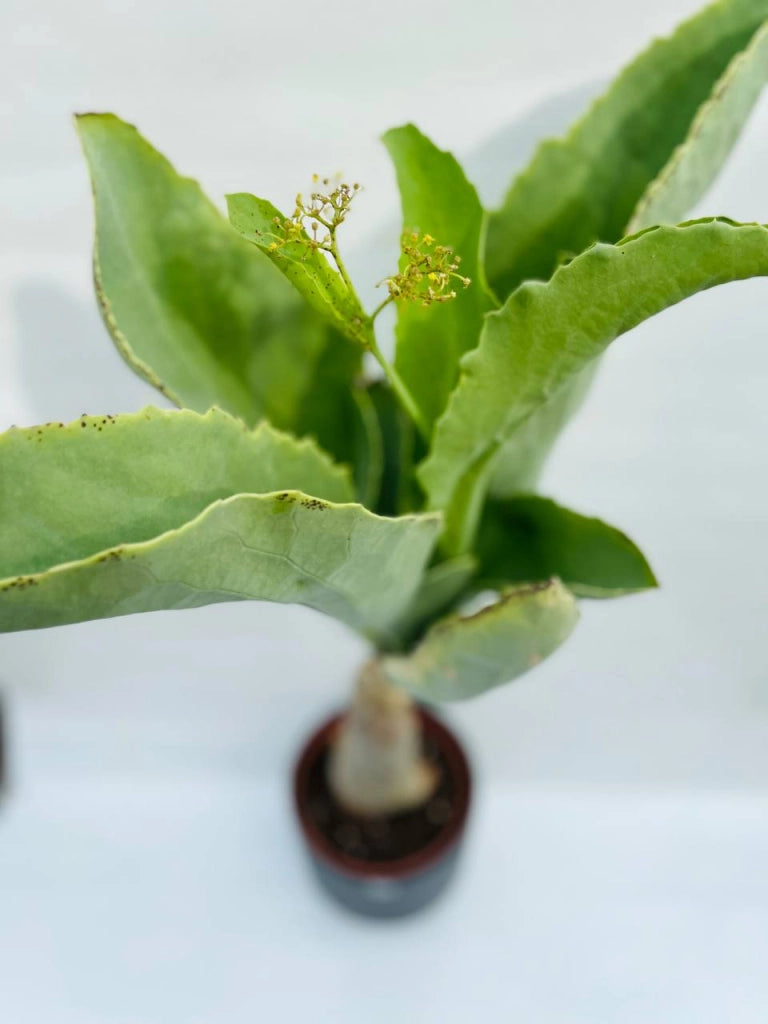 Cyphostemma juttae cissus juttae vaso 17cm H 70cm foto reali