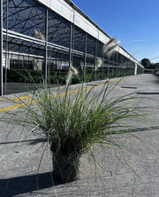Gardenaria Pennisetum villosum - Graminacea ornamentale da esterno Altezza: 40 cm (vaso 17)