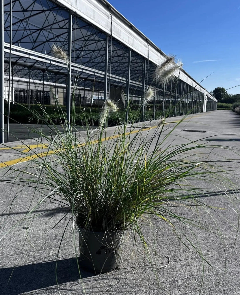 Gardenaria Pennisetum villosum - Graminacea ornamentale da esterno Altezza: 40 cm (vaso 17)