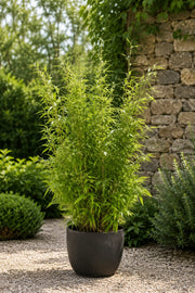 Gardenaria Fargesia Jumbo - Fargesia murielae 'Jumbo' - Bambù ornamentale da esterno Altezza: 40/80 cm (vaso 18)
