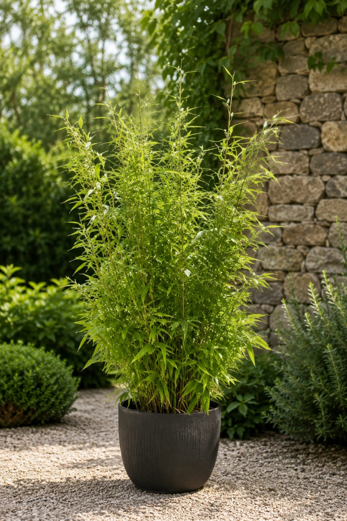 Gardenaria Fargesia Jumbo - Fargesia murielae 'Jumbo' - Bambù ornamentale da esterno Altezza: 40/80 cm (vaso 18)