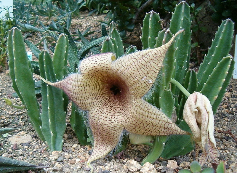 Stapelia gigantea vaso 10,5cm foto reali pianta grassa