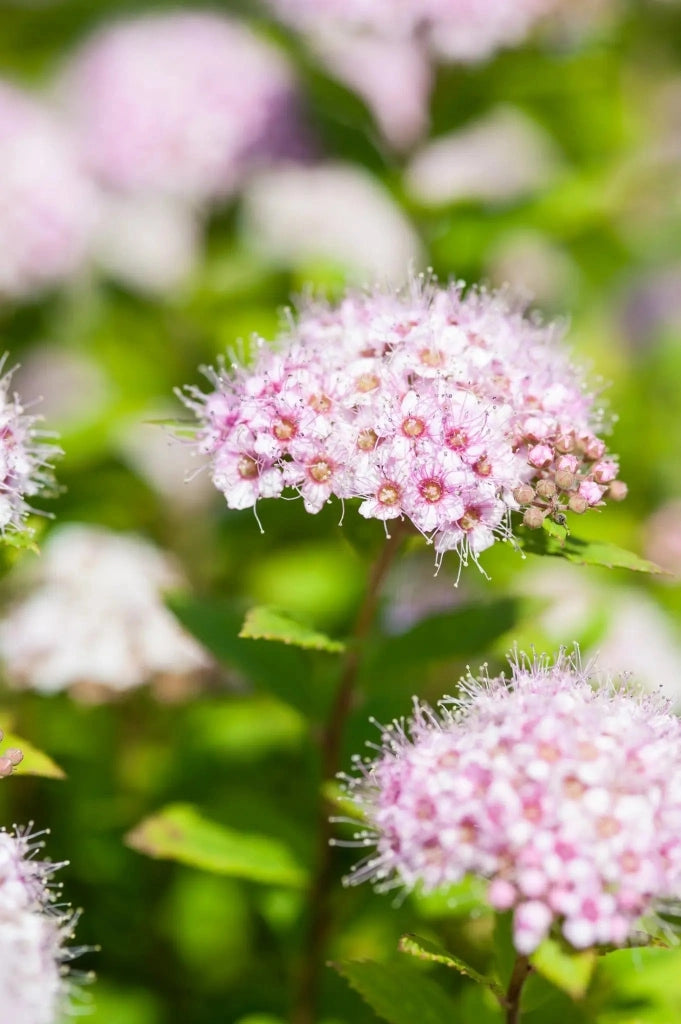Gardenaria Spirea - Spiraea japonica 'Golden Princess' - Arbusto ornamentale da giardino Altezza: 50/70 cm (vaso19)