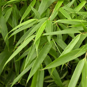 Gardenaria Fargesia Jumbo - Fargesia murielae 'Jumbo' - Bambù ornamentale da esterno Altezza: 80/100 cm (vaso 24)