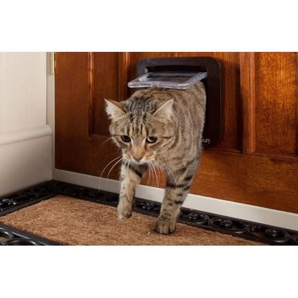 lembo Microchip cat
